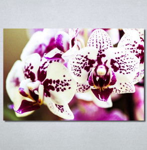 Slike na platnu Šarene orhideje Nina30217_P