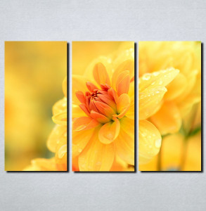 Slike na platnu Žuto cveće Nina111_3