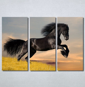 Slike na platnu Black horse Nina30296_3