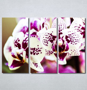 Slike na platnu Šarene orhideje Nina30217_3