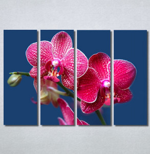 Slike na platnu Pink Orhideja Nina30290_4