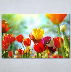 Slike na platnu Tulips 30325_P