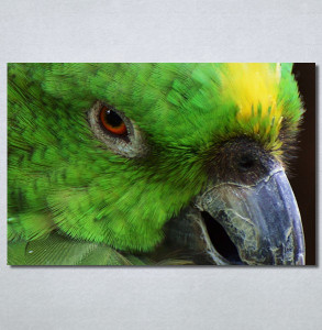 Slike na platnu Papagaj zeleni Nina30349_P
