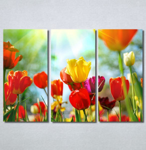 Slike na platnu Tulips 30325_3