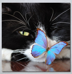 Slike na platnu Mačka i leptir Nina30250
