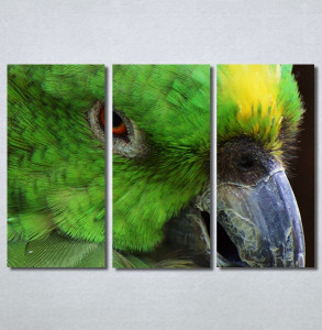 Slike na platnu Papagaj zeleni Nina30349_3