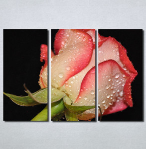 Slike na platnu Roze ruža Nina30130_3