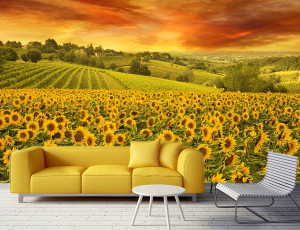 Foto tapeta Suncokreti Tapet088