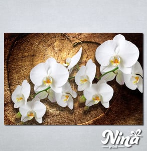 Slike na platnu Bele orhideje Nina323_P