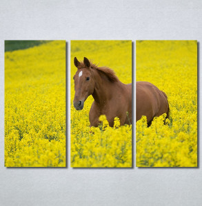 Slike na platnu Konj na žutoj poljani Nina30264_3