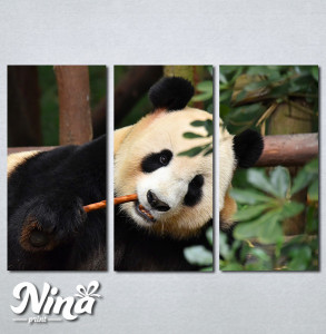 Slike na platnu Panda Nina268_3