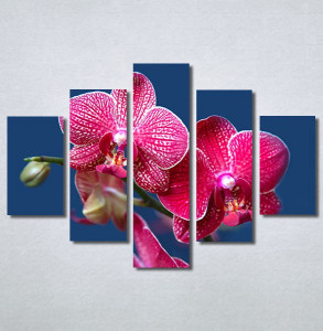 Slike na platnu Pink Orhideja Nina30290_5