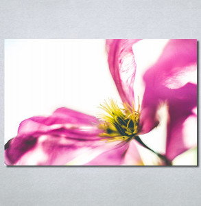 Slike na platnu Ružičaste latice Nina30276_P