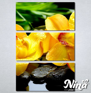 Slike na platnu Žuta orhideja Nina252_3 - Img 2