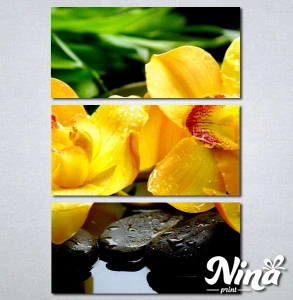 Slike na platnu Žuta orhideja Nina252_3 - Img 2