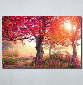 Slike na platnu Crveno drvo u jesen Nina30370_P