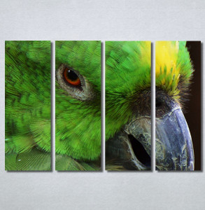 Slike na platnu Papagaj zeleni Nina30349_4