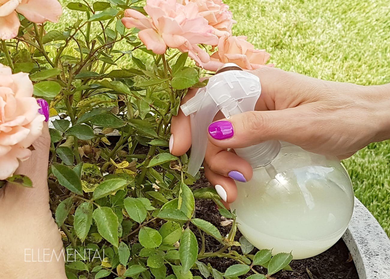 Anti powdery mildew solution