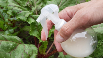 Garden insect repellent