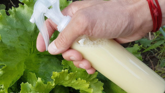Insetticida ecologico con olio di neem
