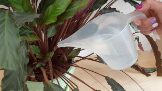 Fertilizzante per piante con magnesio