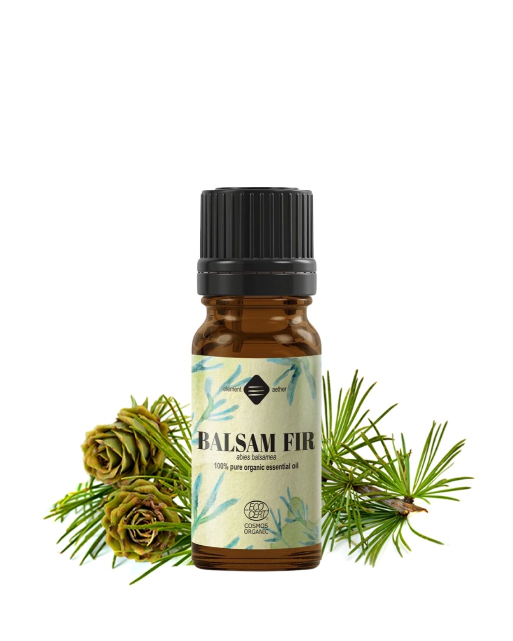 olivenbaum online shop Olivenbaum auf Stamm | kaufen