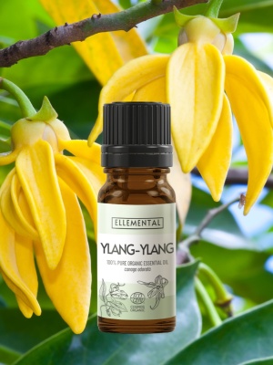Aceite esencial orgánico de ylang-ylang - Img 2