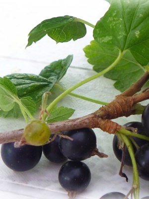 Blackcurrant Water Organic - Img 3