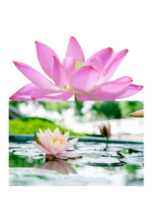 Prime Lotus Complex - Img 2
