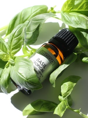 Olio essenziale biologico di basilico tropicale - Img 2