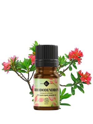 Aceite esencial orgánico de rododendro