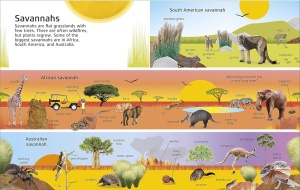 1000 Words: Nature - DK Publishing #BK101 - Img 4
