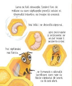 Cicluri de viata. Albinuta. Carte cu clapete ( Usborne) #CR115 - Img 2