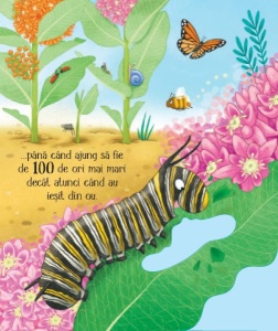 Cicluri de viata. Fluturasul. Carte cu clapete ( Usborne) #CR110 - Img 5