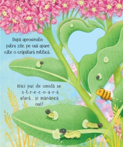Cicluri de viata. Fluturasul. Carte cu clapete ( Usborne) #CR110 - Img 3