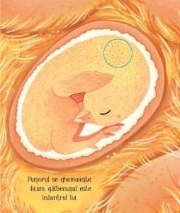 Cicluri de viata. Puisorul. Carte cu clapete ( Usborne) #CR103 - Img 5