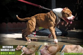 Протеини за кучета Bully Max 60 таблетки - Img 2