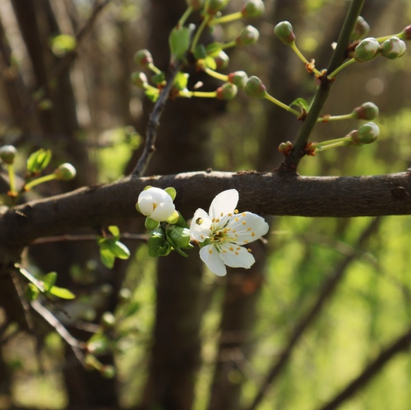 cercei Lunaria "Primăvara în floare" - Img 4