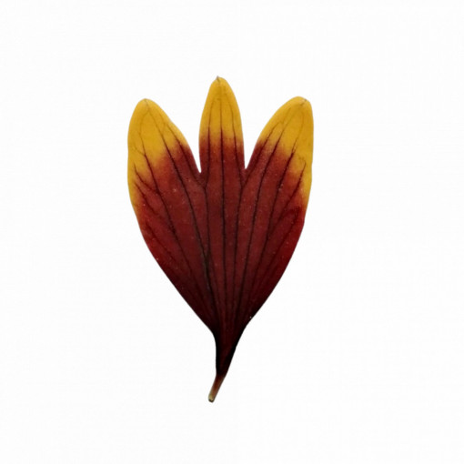coreopsis - Img 2