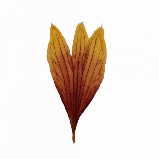coreopsis - Img 3