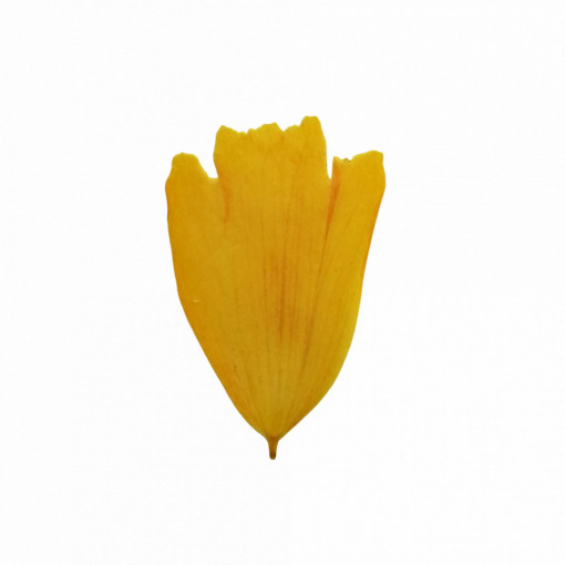 coreopsis - Img 5