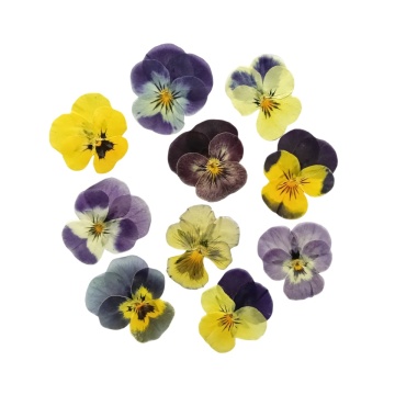 flori de panseluță