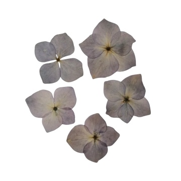 hortensia - Img 2