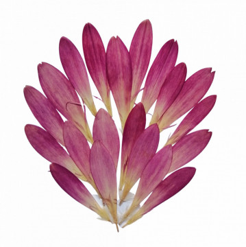 gerbera - Img 2