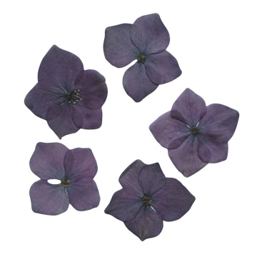 hortensia - Img 4