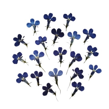 Lobelia