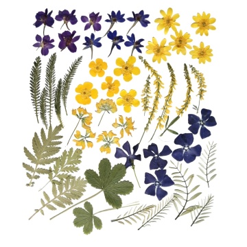 pachet galben, violet, verde