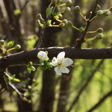cercei Lunaria "Primăvara în floare" - Img 4