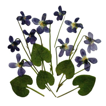 toporaș