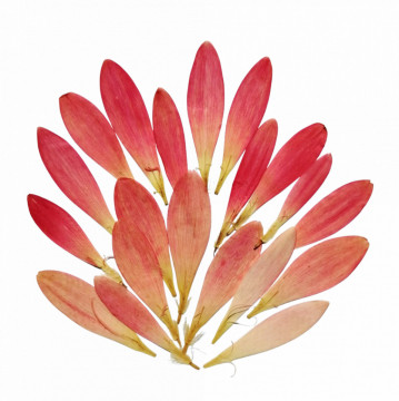 gerbera - Img 5